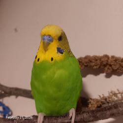 Lost Male Bird last seen Westervelt Pl., Westminster Pl., Corabelle Ave., Lodi, NJ 07644