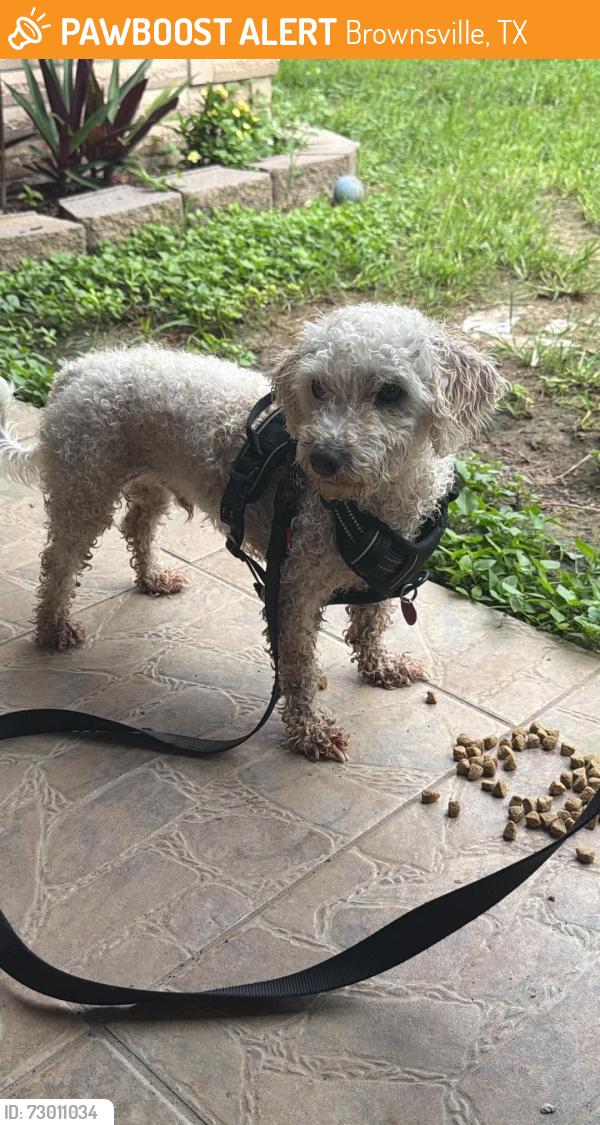 Found/Stray Male Dog last seen walmart altoon gloor, Brownsville, TX 78520