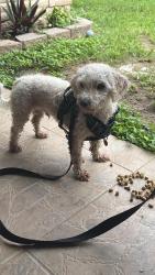 Found/Stray Male Dog last seen walmart altoon gloor, Brownsville, TX 78520