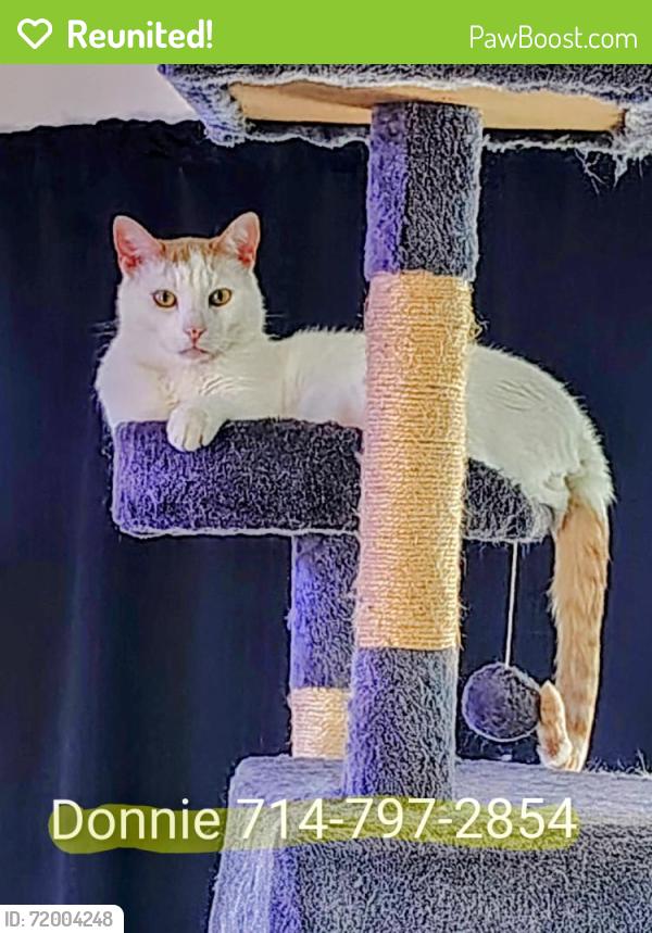 Reunited Male Cat last seen Brookhurst / Alameda , Anaheim, CA 92801