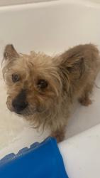 Reunited Male Dog last seen Cedar ave and Randall , Rialto, CA 92316