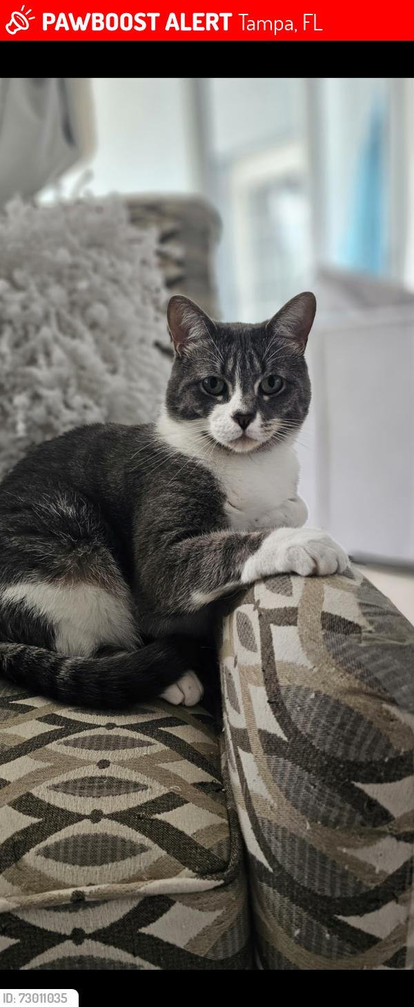Found/Stray Male Cat last seen Lynn Lake Circle , Tampa, FL 33625