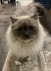 Reunited Female Cat last seen E Black Gold Street , Boise, ID 83716