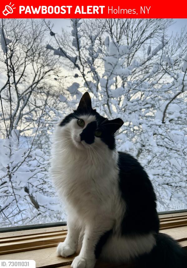 Lost Male Cat last seen Sabrina Court and Money Hill Road, Holmes, NY 12531