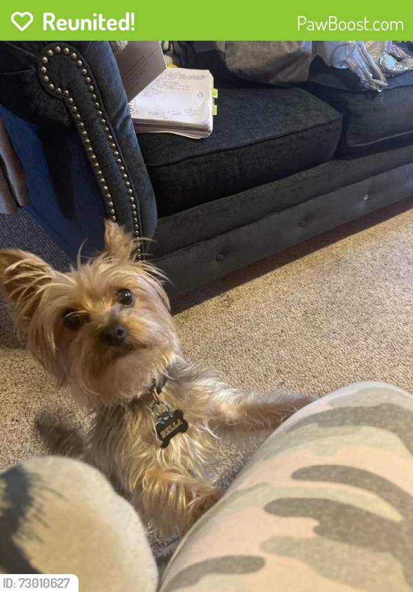 Reunited Female Dog last seen Near Bold Forbes Dr, Grand Prairie, TX 75052, USA, Grand Prairie, TX 75052