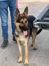 Found/Stray Male Dog last seen Hillcroft Ave, Houston, TX 77035