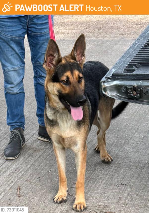 Found/Stray Male Dog last seen Hillcroft Ave, Houston, TX 77035