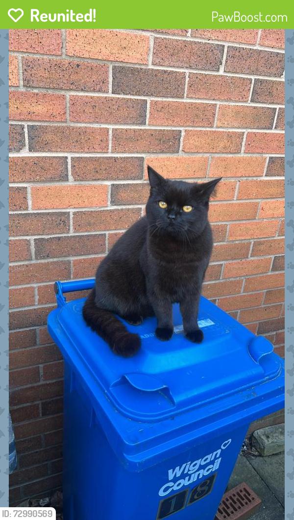 Reunited Male Cat last seen Westerdale Close, Tyldesley, Tyldesley, England M29 8SA
