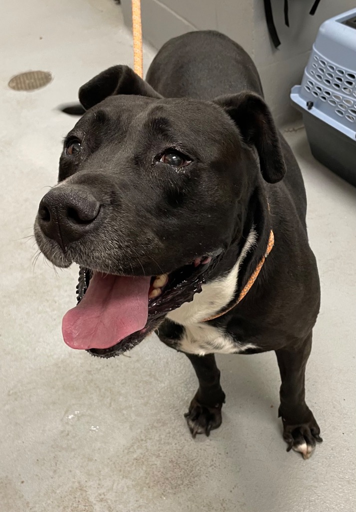 Shelter Stray Female Dog last seen Midwest City, 8485 E Reno Ave, Midwest City, OK 73110, USA