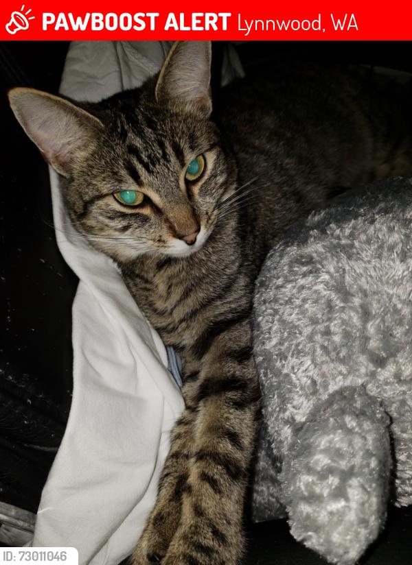 Lost Female Cat last seen Near 193rd pl sw , Lynnwood, WA 98036