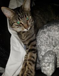 Lost Female Cat last seen Near 193rd pl sw , Lynnwood, WA 98036