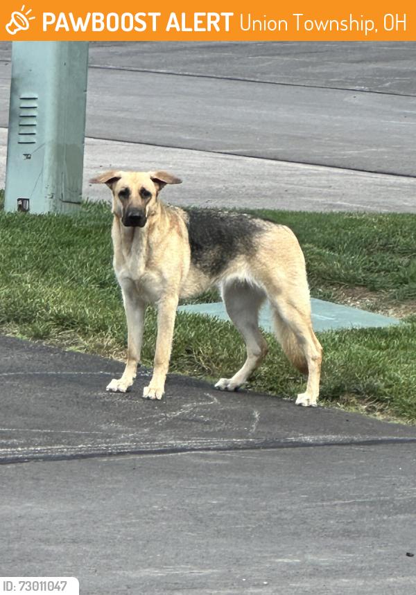 Found/Stray Unknown Dog last seen Mapleport and Maplefield, Union Township, OH 45255