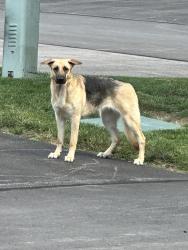Found/Stray Unknown Dog last seen Mapleport and Maplefield, Union Township, OH 45255