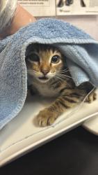 Shelter Stray Male Cat last seen Bexar County, 3353 Morningside Dr, New Braunfels, TX 78132, USA