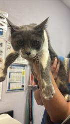Shelter Stray Female Cat last seen Bexar County, 3353 Morningside Dr, New Braunfels, TX 78132, USA
