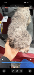 Lost Male Dog last seen Panera, JCPenny, Tacoma, WA 98409