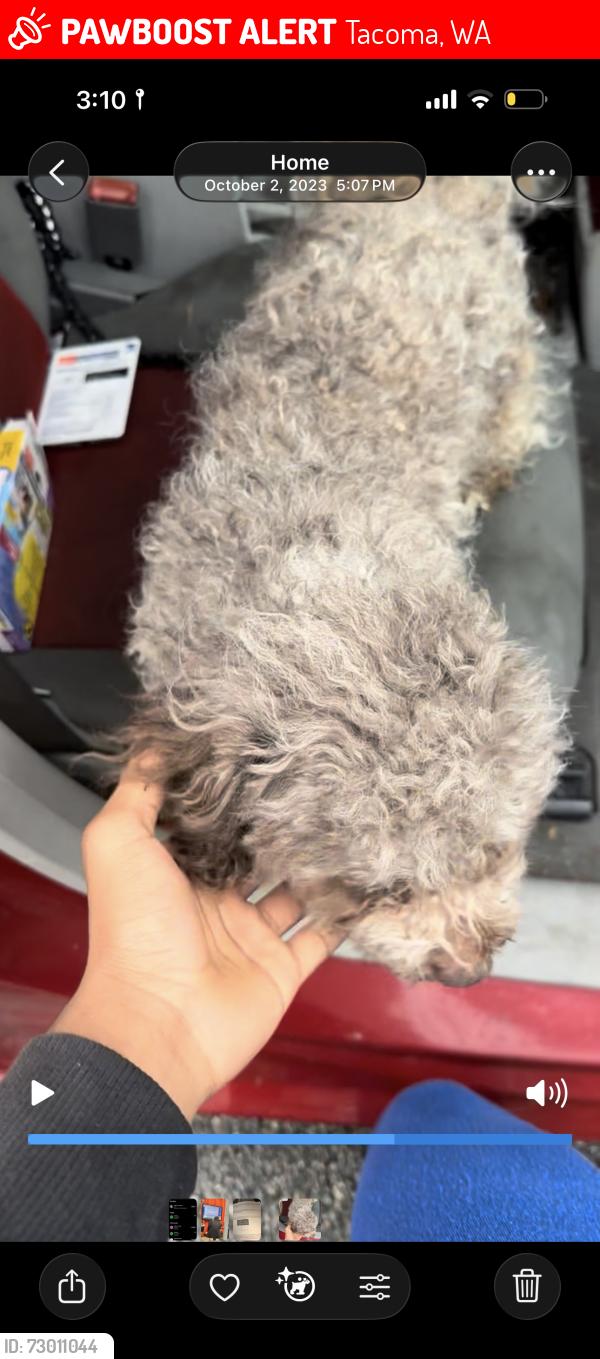 Lost Male Dog last seen Panera, JCPenny, Tacoma, WA 98409