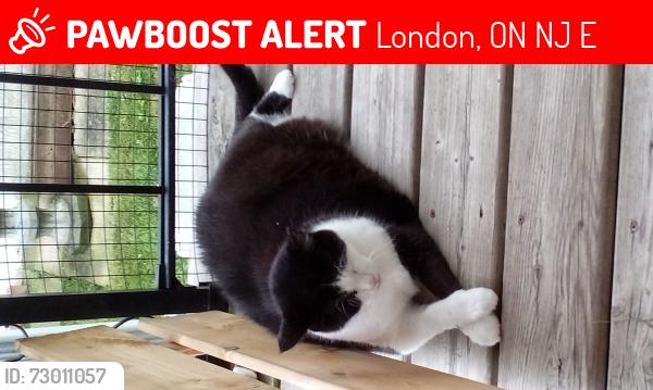 Lost Female Cat last seen Springbank and Duke , London, ON N6J 1E8