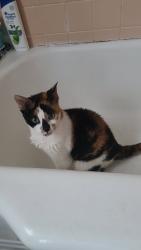 Reunited Female Cat last seen Where Ashwood Rd and Newlin Rd, Springfield, PA 19064