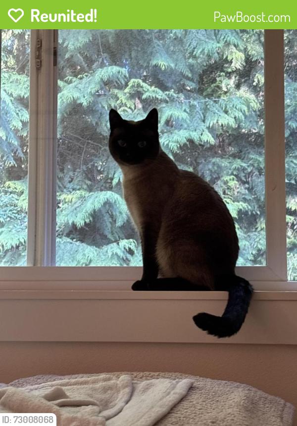 Reunited Female Cat last seen Union and MLK, Seattle, WA 98122