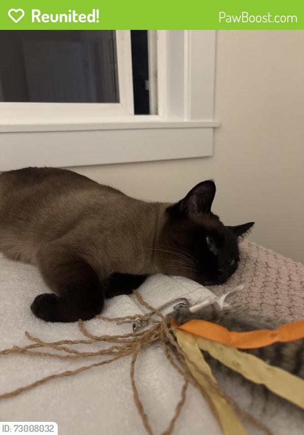 Reunited Female Cat last seen Union and MLK, Seattle, WA 98122