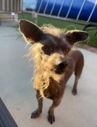 Reunited Male Dog last seen René and Edinger, Santa Ana, CA 92704