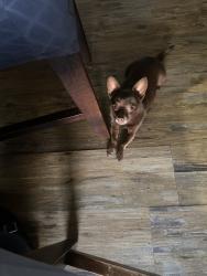 Lost Female Dog last seen Near brooke road, Fallbrook, CA 92028