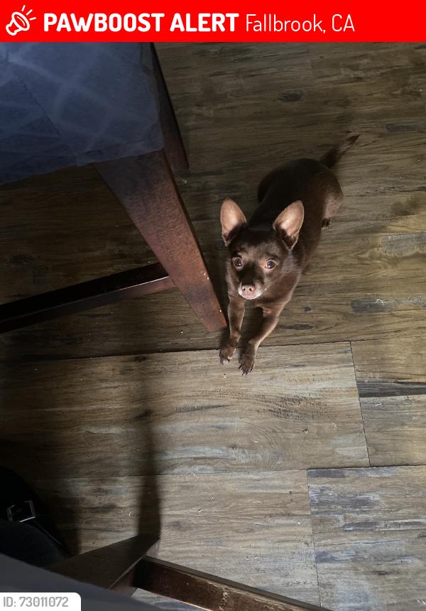 Lost Female Dog last seen Near brooke road, Fallbrook, CA 92028