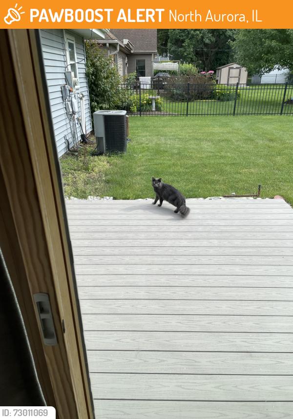 Found/Stray Unknown Cat last seen Near Hilltop drive back yard, North Aurora, IL 60542