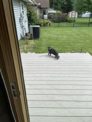 Found/Stray Unknown Cat last seen Near Hilltop drive back yard, North Aurora, IL 60542