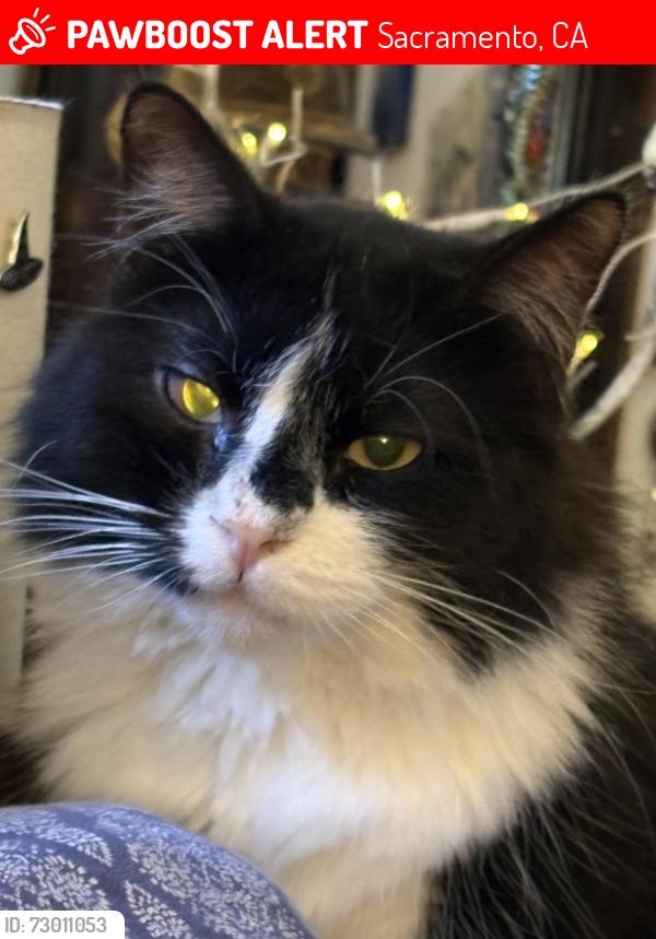 Lost Male Cat last seen 19th &58th, Sacramento, CA 95820