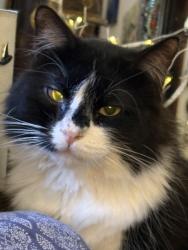 Lost Male Cat last seen 19th &58th, Sacramento, CA 95820