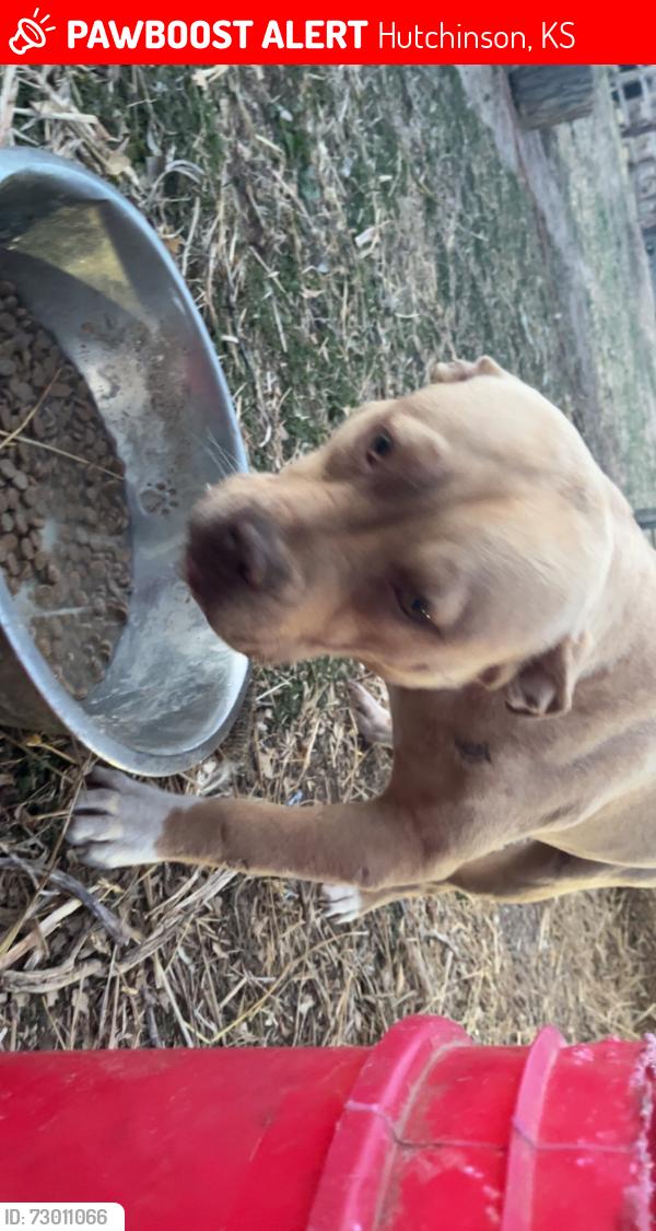 Lost Female Dog last seen Westside Villa, Hutchinson, KS 67501