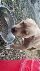 Lost Female Dog last seen Westside Villa, Hutchinson, KS 67501