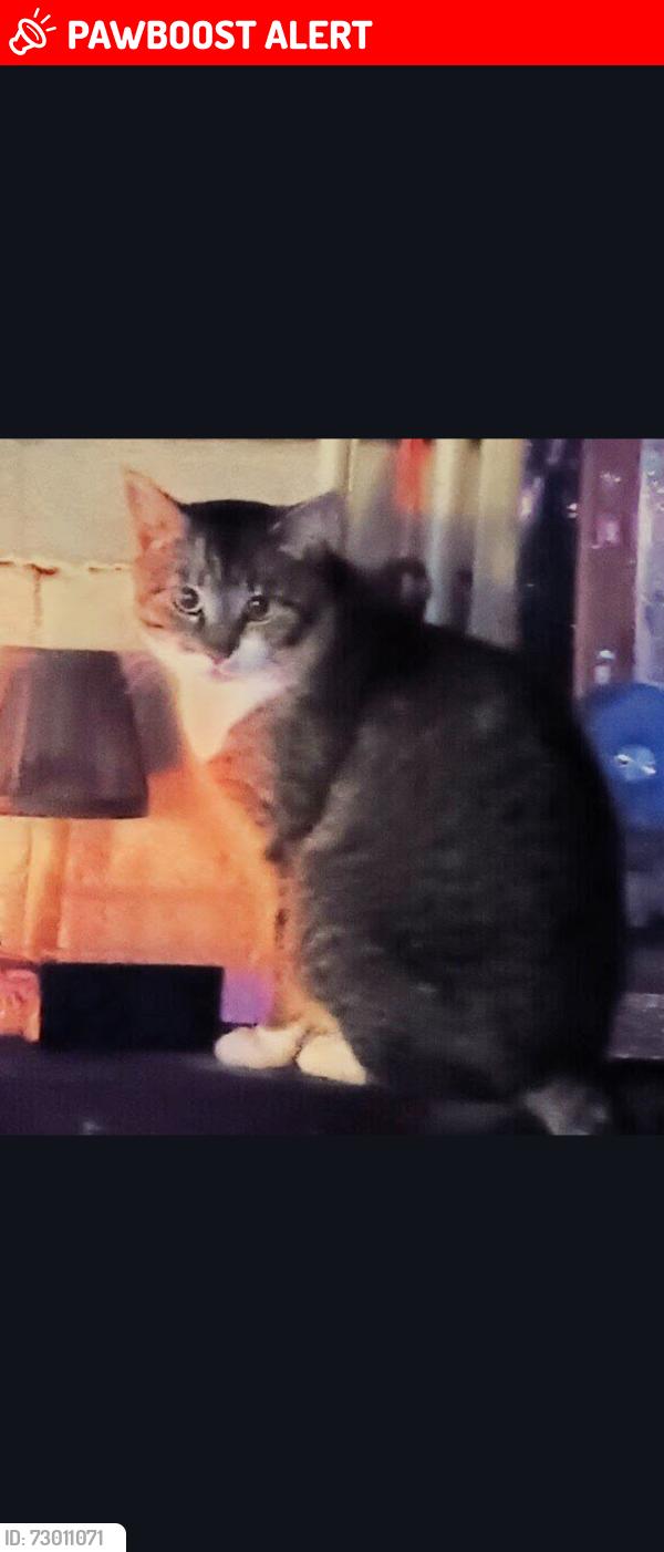 Lost Male Cat last seen main st and goundry and backer alley, North Tonawanda, NY 14120