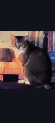 Lost Male Cat last seen main st and goundry and backer alley, North Tonawanda, NY 14120