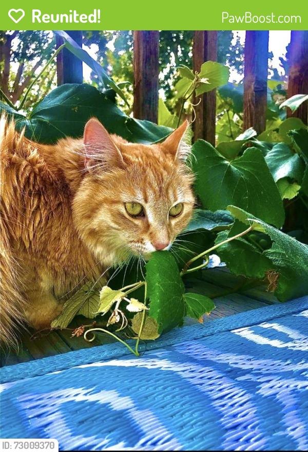 Reunited Female Cat last seen Sheridan blvd , Broomfield, CO 80020