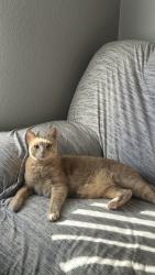 Lost Male Cat last seen Glenmore ave, Elkhart, IN 46514