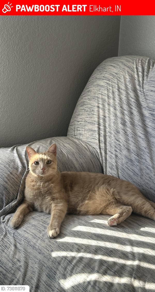 Lost Male Cat last seen Glenmore ave, Elkhart, IN 46514
