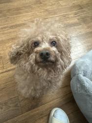 Lost Male Dog last seen Near Barbara Ln San Pablo, San Pablo, CA 94806