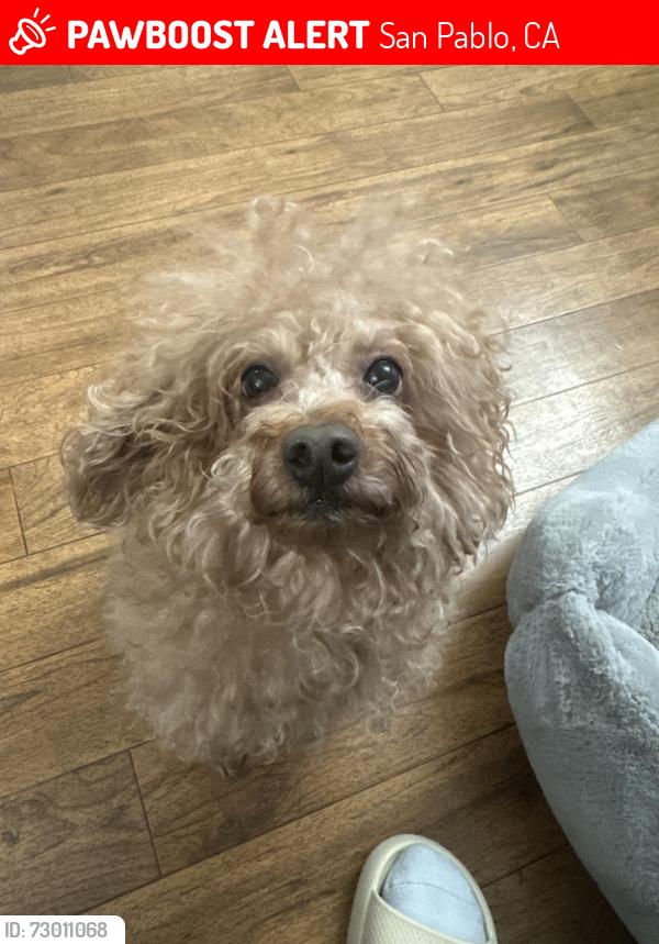 Lost Male Dog last seen Near Barbara Ln San Pablo, San Pablo, CA 94806