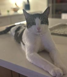 Lost Male Cat last seen Britoak Ln & Kirkwood, Houston, TX 77079