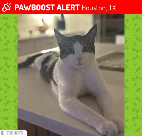 Lost Male Cat last seen Britoak Ln & Kirkwood, Houston, TX 77079