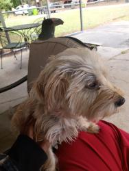 Lost Female Dog last seen Garners ferry rd, Columbia, SC 29209