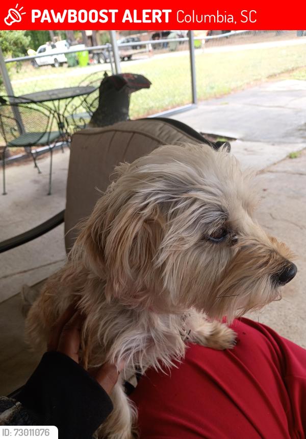 Lost Female Dog last seen Garners ferry rd, Columbia, SC 29209