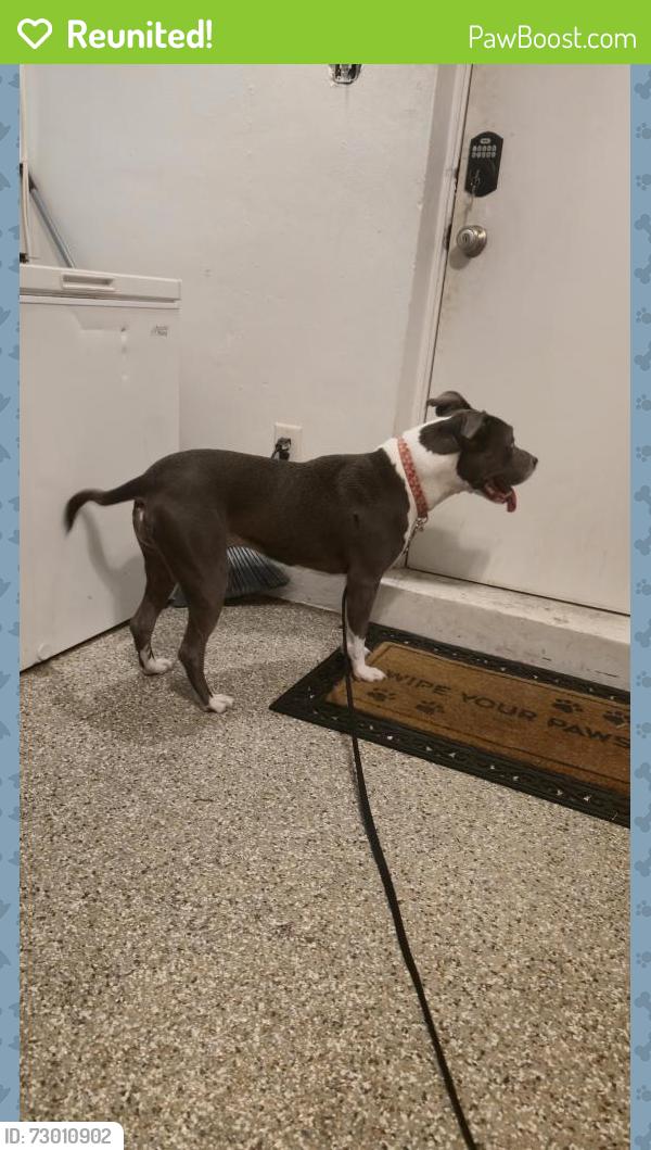 Reunited Female Dog last seen NE 1st Terrace, Oakland Park, FL, USA, Oakland Park, FL 33334