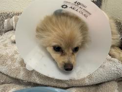 Shelter Stray Male Dog last seen S MCCULLOCH BLVD, PUEBLO CO 81007, 4600 Eagleridge Pl, Pueblo, CO 81008, USA