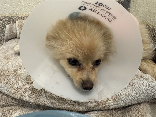 Shelter Stray Male Dog last seen S MCCULLOCH BLVD, PUEBLO CO 81007, 4600 Eagleridge Pl, Pueblo, CO 81008, USA