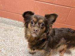 Shelter Stray Female Dog last seen Near BLOCK W 28TH ST, PUEBLO CO 81003, 4600 Eagleridge Pl, Pueblo, CO 81008, USA
