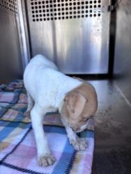 Shelter Stray Unknown Dog last seen Near BLOCK N BRYANT AVE, OKLAHOMA CITY OK 73117, 2811 SE 29th St, Oklahoma City, OK 73129, USA